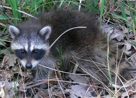 File:Common Raccoon (Procyon lotor) in Northwest Indiana.jpg - Wikipedia