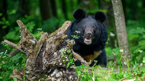 Bear Bile Farming | NSTA