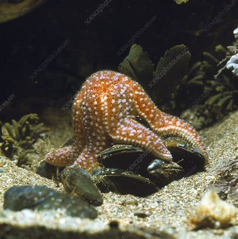 Common starfish feeding - Stock Image - Z550/0043 - Science Photo Library