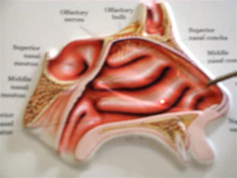 Laser Turbinectomy for Nasal Blockage | Dr Paulose