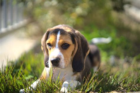 Pocket Beagle: Dog Breed Guide - Dog Academy