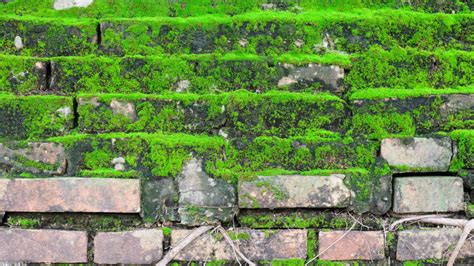 How To Make A Diy Moss Wall? - Growncares