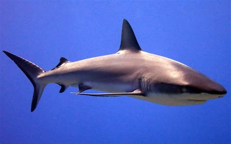 12 Shark Facts That May Surprise You | NOAA Fisheries