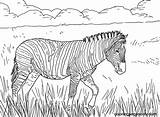 Baby Zebra Coloring Pages  Coloring For sketch template