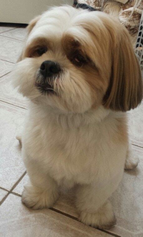 11 best Lhasa apso haircuts images on Pinterest | Pets, Fluffy pets and Cute funny animals