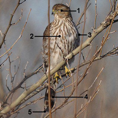 How to Make Cooper's Hawk Identification