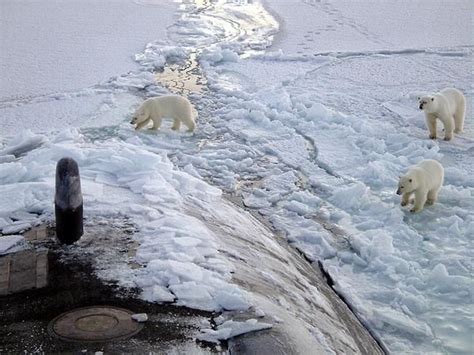 Polar bears check out the USS Honolulu submarine while surfaced near ...