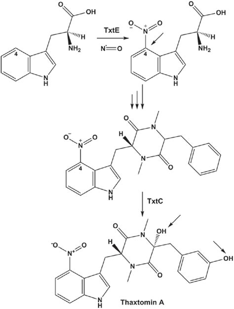 15 The role of TxtE in synthesis of the phytotoxin thaxtomin. The P450... | Download Scientific ...