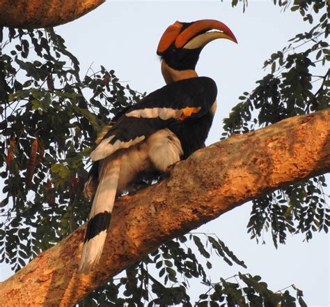 Great Hornbill | BirdForum