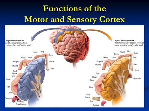 PPT - Chapter 2 G: The Cerebral Cortex PowerPoint Presentation, free download - ID:9228118