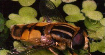 Syrphing Time: Hoverfly identification: getting started