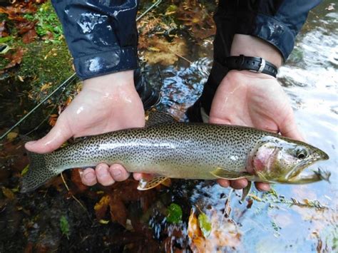 Trout Identification: How To Identify Different Types Of Trout Species (Tips and Techniques ...