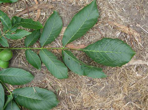 Trees of Santa Cruz County: Juglans regia - English Walnut