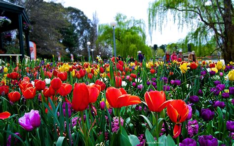 spaceXmedia: Flower Images at Floriade in Canberra