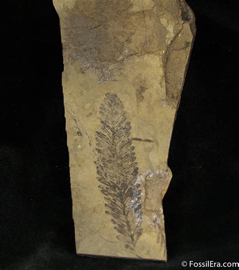 Metasequoia Plant Fossils - Cache Creek (#1122) For Sale - FossilEra.com