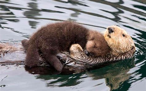 🔥 Baby Sea Otter sleeping on its Mother's stomach : r/NatureIsFuckingLit