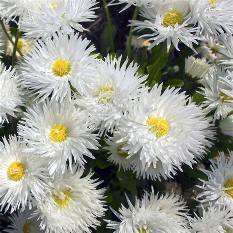 Shasta Daisy Varieties | ubicaciondepersonas.cdmx.gob.mx