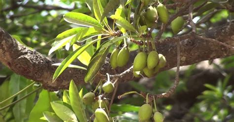 Herbal remedies: 80. Mahua tree - promotes lactation in breast-feeding mothers