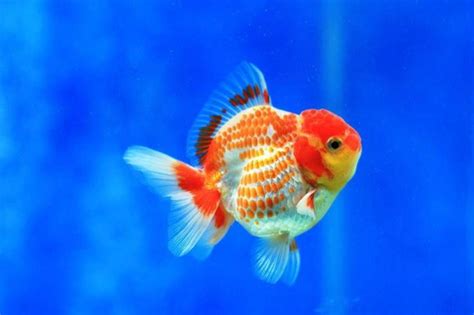 Goldfish Care, Common Goldfish, Goldfish Types, Oranda Goldfish, Goldfish Aquarium, Betta Fish ...