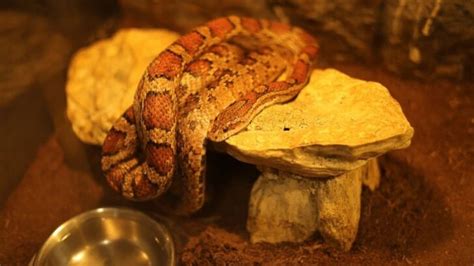 Do Corn Snakes Need a Heat Lamp? (Why Temperature Matters) - Fur, Wings ...