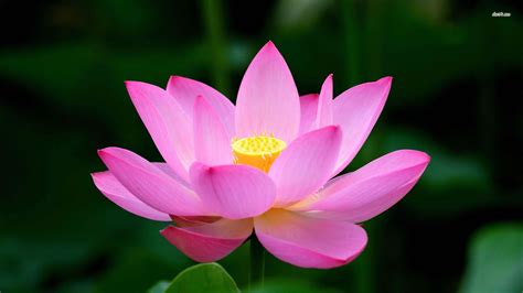 Lotus HD Wallpaper (73+ images)