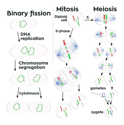 Difference between Binary Fission and Mitosis - KnowsWhy.com