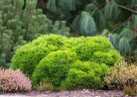 10 dwarf evergreen shrubs for full sun 🌞 🌿 Compact picks for vibrant landscapes