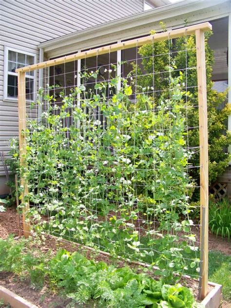 15 Easy DIY Cucumber Trellis Ideas - A Piece Of Rainbow