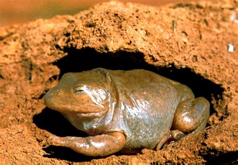 Western Water-holding Frog | Western Australian Museum