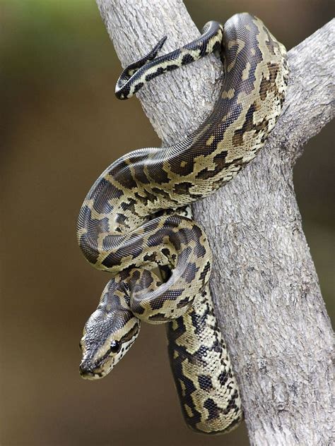 Python natalensis baby Koedoesdraai1.33aspect - African rock python ...