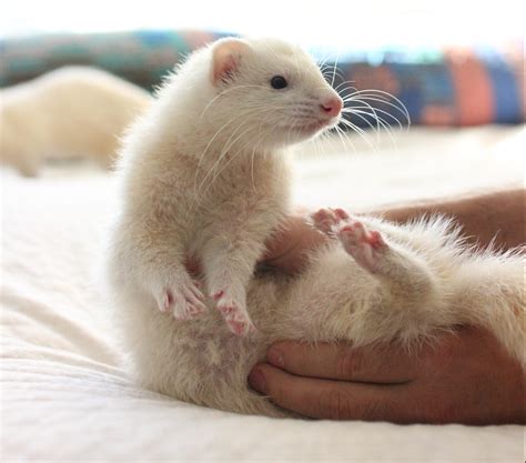 White Ferrets as Pets – The Modern Ferret