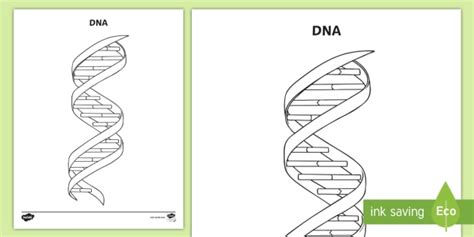 DNA Structure Coloring Activity (teacher made)