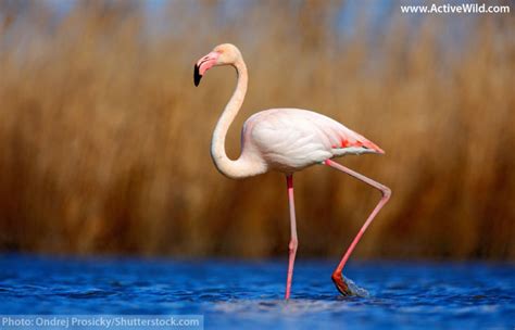 Greater Flamingo Facts For Kids, Students & Adults. Pictures, In-depth ...