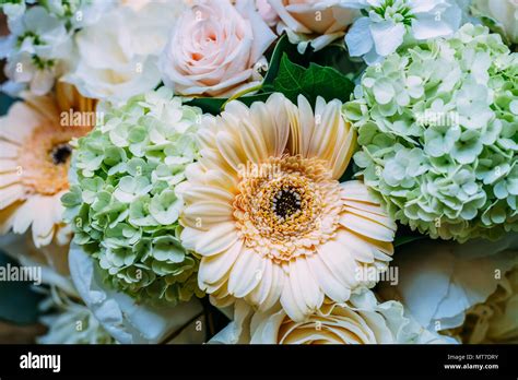 Pink Roses and Gerbera Daisy Flowers Wedding Bouquet Stock Photo - Alamy