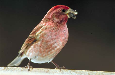 Free picture: up-close, purple, finch, bird, standing, seed, beak, carpodacus cassinii