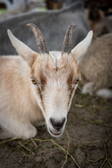 Farm animals in the barn stock photo. Image of pets - 179573030