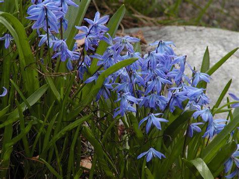 Siberian Squill - Flowers Photo (30703940) - Fanpop