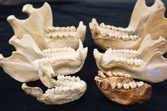 The Lufengpithecus cranium in frontal view, left, lateral view (XuePing ...