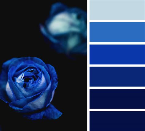 Midnight blue and royal blue color scheme,color palette