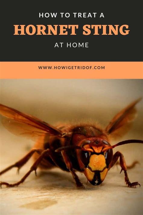 How To Treat A Hornet Sting At Home - How I Get Rid Of