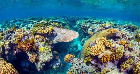 Great Barrier Reef is Best Place to Visit, Beats Paris and Bora Bora | Great barrier reef ...