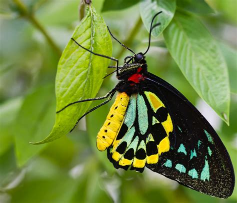 23 Especially Stunning Rare Butterflies