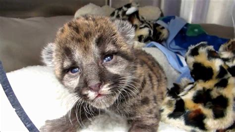 Rescued Florida Panther Kitten - YouTube