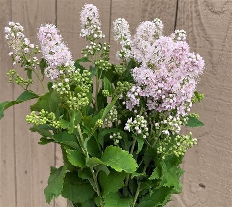 Spirea, Pink Innocence - Wholesale Flowers & DIY Wedding Flowers