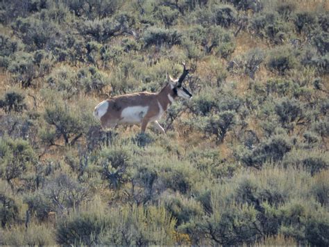 Pronghorn Hunting – Colorado Outfitters