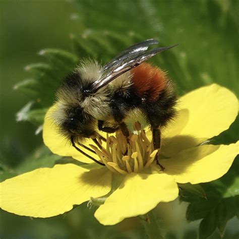 Black-Tailed Bumble Bee - Native Here Nursery