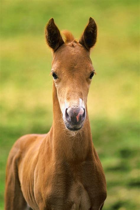 American Paint Horse Colt Photograph by John Pitcher