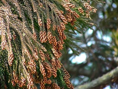 Japan aims to halve cedar pollen emissions over 30 years | The Asahi Shimbun: Breaking News ...