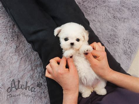 Sandy [TEACUP BICHON] – Aloha Teacup Puppies inc