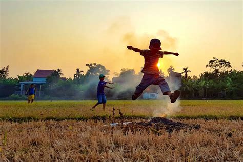 Hình ảnh cánh đồng lúa đẹp - Tổng hợp hình ảnh cánh đồng lúa đẹp nhất